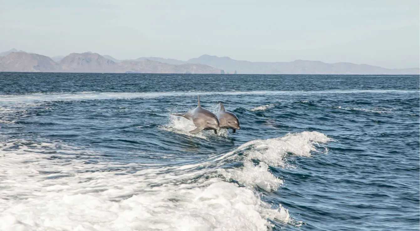Cabo boat rental